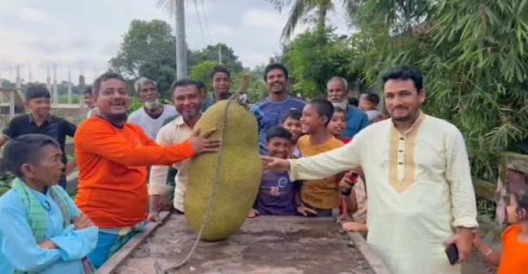 সোনারগাঁও দুই মন ওজনের কাঁঠাল, বিক্রি হলো ১০ হাজার টাকা