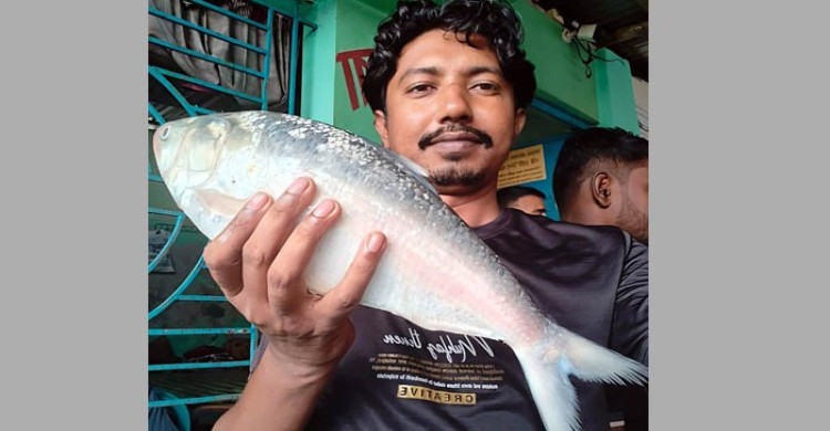 কুয়াকাটা উপকূলে একটি ইলিশ মূল্য ৬ হাজার ৮২৫ টাকা