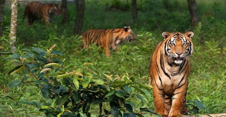 ‎বিশ্ব বাঘ দিবসে সুন্দরবনের অস্তিত্ব রক্ষায় বাঘ সংরক্ষণের আহ্বান